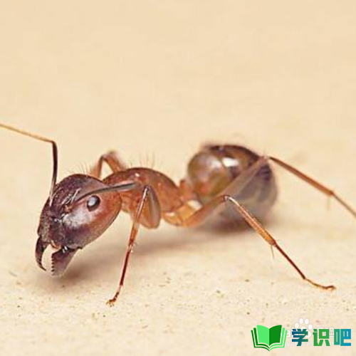 家里有红蚂蚁怎么消灭？ 第1张