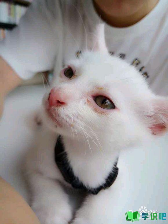 小猫眼睛流泪怎么办？