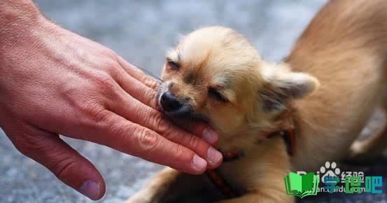 狗狗喜欢咬手怎么办？