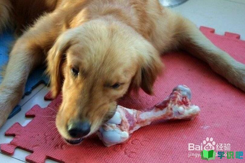 狗狗吃了骨头呕吐怎么办？