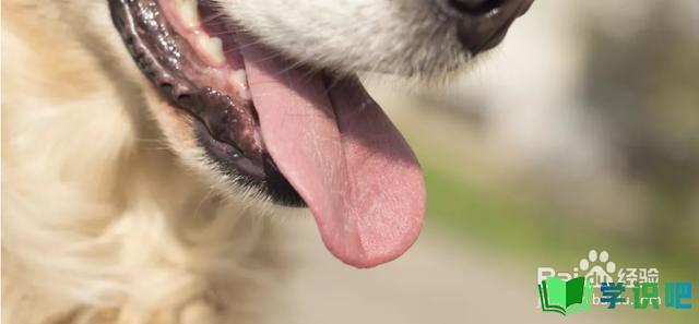 狗狗肺炎喘的厉害怎么办？