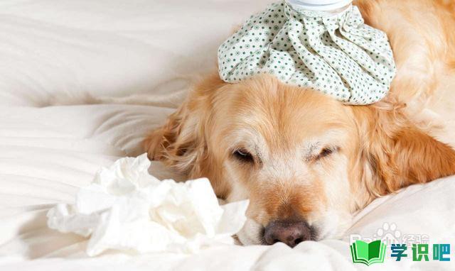 狗狗肺炎喘的厉害怎么办？