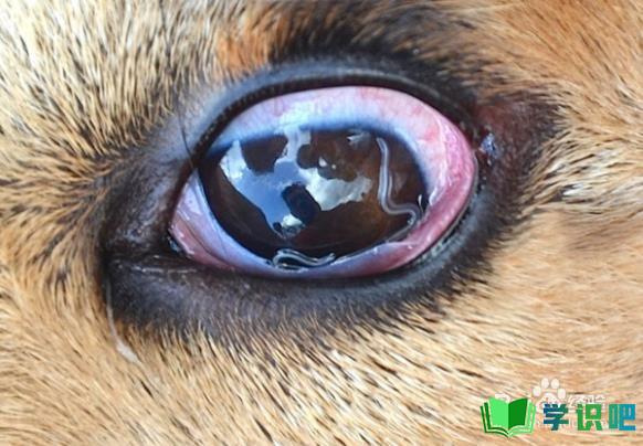 狗狗眼睛里有线虫怎么办？