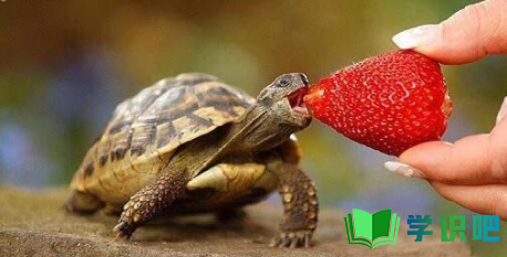 夏天乌龟不吃食怎么办？