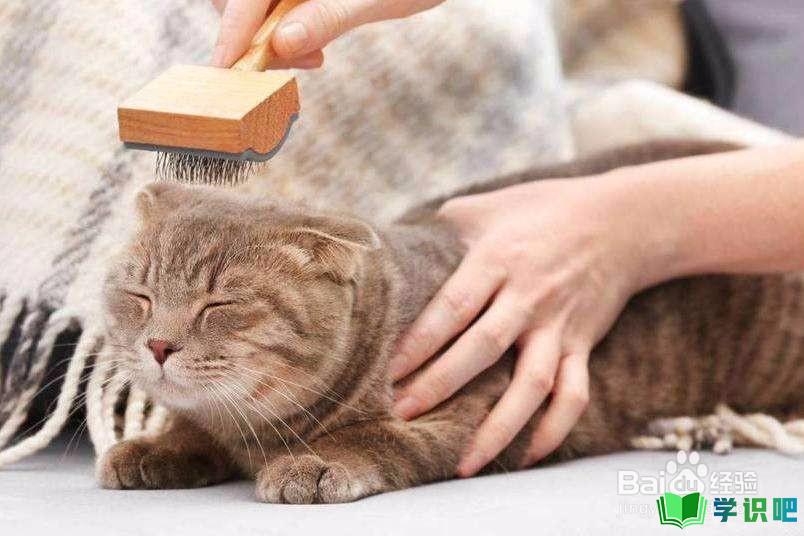 猫咪总是掉毛怎么办？