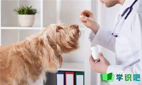 狗狗生病不配合吃药怎么办？