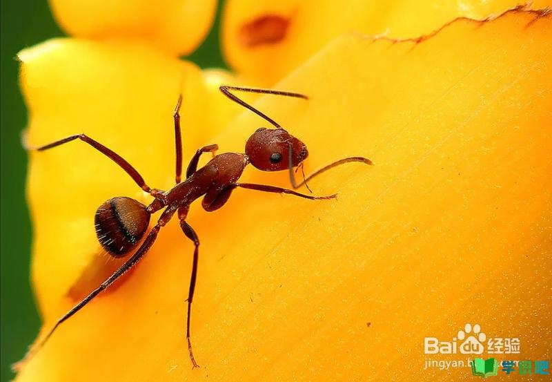 家里出现红蚂蚁该怎么办？ 第1张